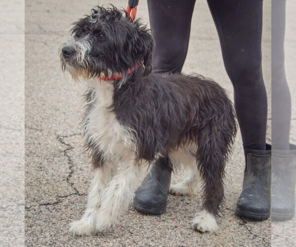 Medium Photo #4 Mutt Puppy For Sale in Huntley, IL, USA