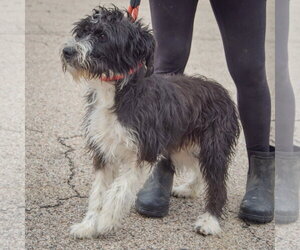 Bindi - Female Mutt Dog for Adoption - Photo #4