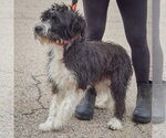 Small Photo #4 Mutt Puppy For Sale in Huntley, IL, USA