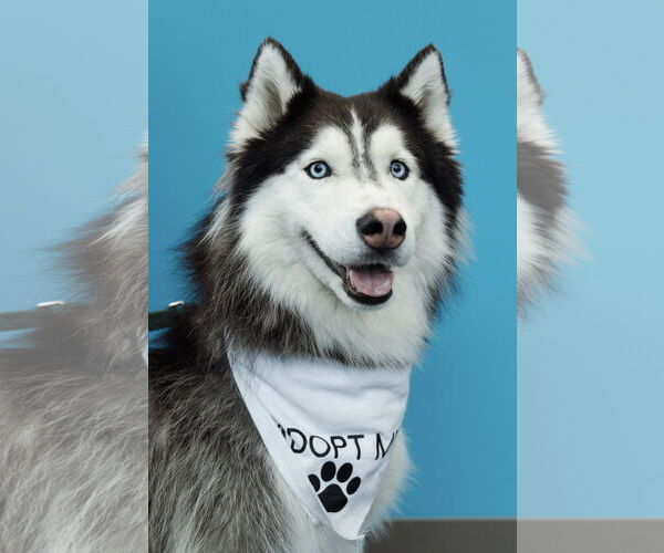 Medium Photo #1 Siberian Husky Puppy For Sale in Carrollton, TX, USA