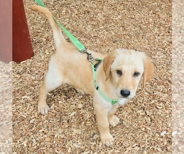 Medium Photo #7 Belgian Malinois-Goldendoodle Mix Puppy For Sale in LORTON, VA, USA
