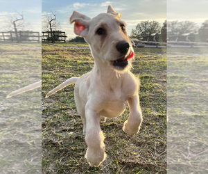 Dalmadoodle Puppy for sale in LADY LAKE, FL, USA