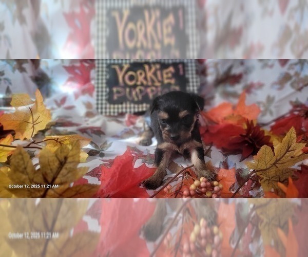 Medium Photo #2 Yorkshire Terrier Puppy For Sale in AKRON, OH, USA