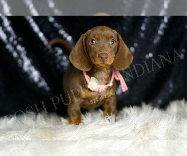 Medium Photo #2 Dachshund Puppy For Sale in WARSAW, IN, USA