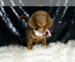 Small #1 Dachshund
