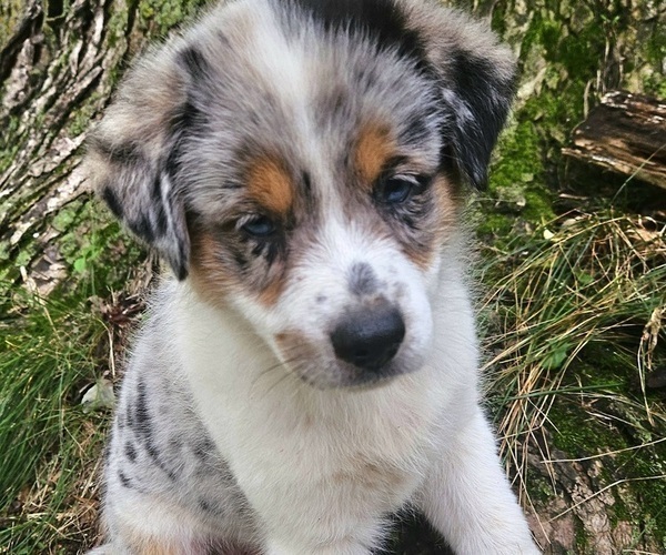 Medium Photo #4 Australian Shepherd Puppy For Sale in MABEL, MN, USA