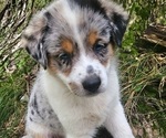 Small #3 Australian Shepherd