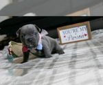 Small Photo #22 French Bulldog Puppy For Sale in SPOKANE, WA, USA