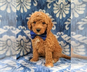 Goldendoodle-Poodle (Miniature) Mix Puppy for sale in GLEN ROCK, PA, USA