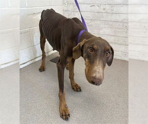 Doberman Pinscher Dogs for adoption in San Bernardino, CA, USA