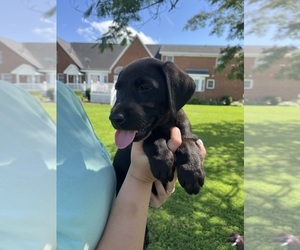 Labrador Retriever Puppy for sale in GREENVILLE, NC, USA