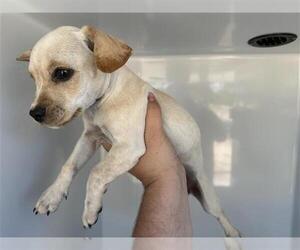 Labrador Retriever-Unknown Mix Dogs for adoption in Houston, TX, USA