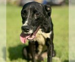 Small Labrador Retriever Mix