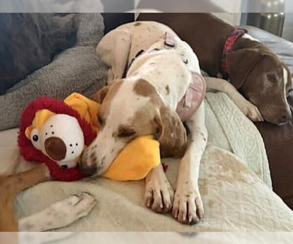 Medium Photo #12 American Foxhound-Beagle Mix Puppy For Sale in Dunnellon, FL, USA