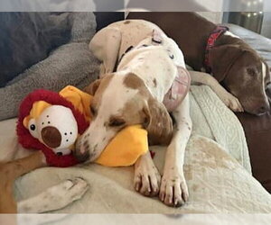 Daisy Jane - Female American Foxhound-Beagle Mix Dog for Adoption - Photo #12