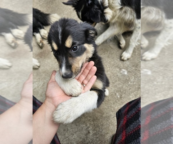 Medium Photo #7 Border Collie Puppy For Sale in ROY, WA, USA