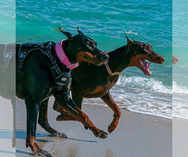 Medium Photo #25 Doberman Pinscher Puppy For Sale in FORT LAUDERDALE, FL, USA