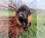 Small Photo #3 Labrador Retriever Puppy For Sale in NEOLA, WV, USA