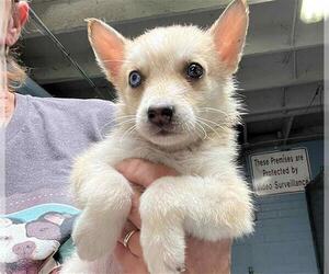 Siberian Husky-Unknown Mix Dogs for adoption in Stockton, CA, USA