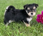 Small #9 Morkie