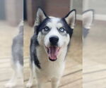 Small #1 Siberian Husky