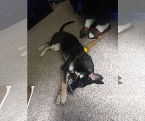 German Shepherd Dog-Unknown Mix Dogs for adoption in Woodland, CA, USA