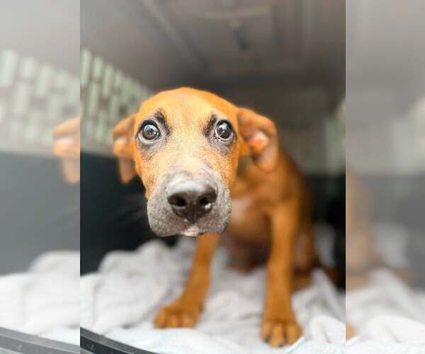 Medium Photo #2 Mutt Puppy For Sale in Jacksonville, NC, USA