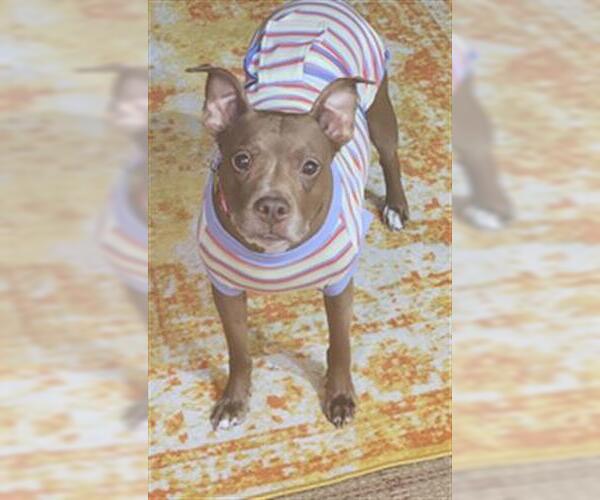 Medium Photo #2 American Pit Bull Terrier-Unknown Mix Puppy For Sale in Louisville, KY, USA