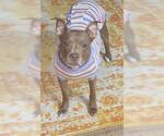 Small #1 American Pit Bull Terrier Mix