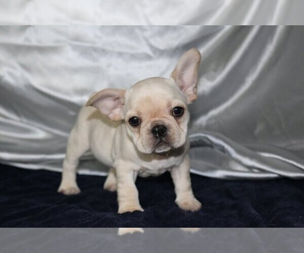 Medium Photo #4 French Bulldog Puppy For Sale in GRAPEVINE, TX, USA