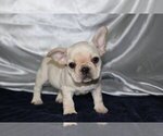 Small Photo #4 French Bulldog Puppy For Sale in GRAPEVINE, TX, USA