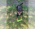 Small #5 Rottweiler