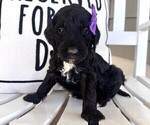 Puppy 3 Labradoodle