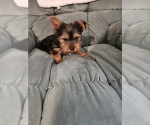 Yorkshire Terrier Puppy for Sale in WINNABOW, North Carolina USA