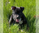 Small #5 Mutt