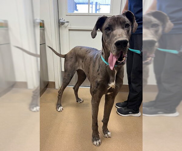Medium Photo #1 Great Dane Puppy For Sale in Norco, CA, USA