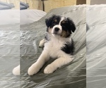 Small Photo #2 Australian Shepherd Puppy For Sale in MCALESTER, OK, USA