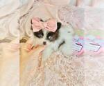 Small #9 Pomeranian