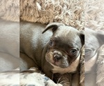 Small #1 French Bulldog