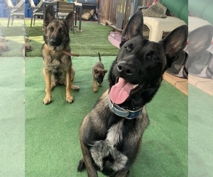 Father of the Malinois puppies born on 10/11/2022