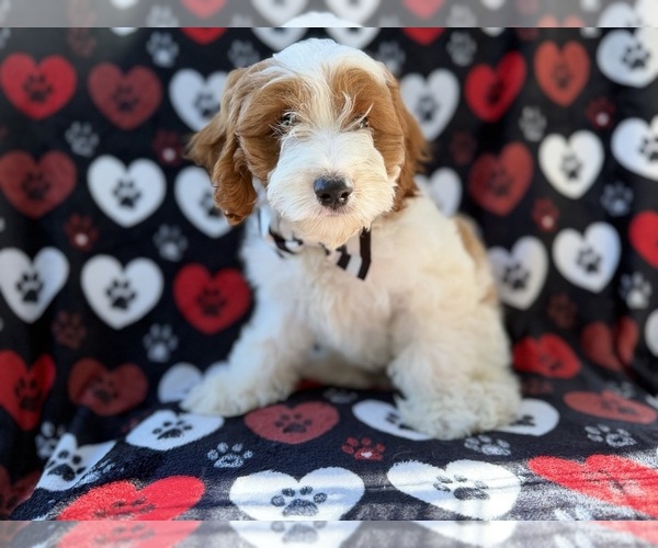 Medium Photo #4 Cock-A-Poo Puppy For Sale in LAKELAND, FL, USA