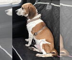 Small #4 Beagle