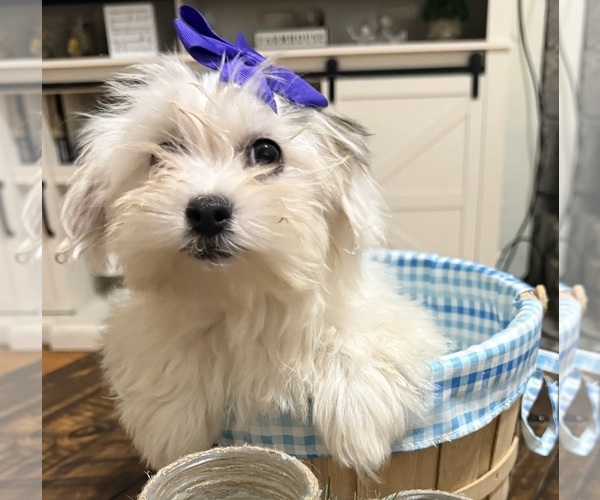 Medium Photo #11 Shih-Poo Puppy For Sale in DINWIDDIE, VA, USA