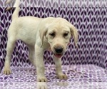 Small Photo #3 Labrador Retriever Puppy For Sale in LANCASTER, PA, USA