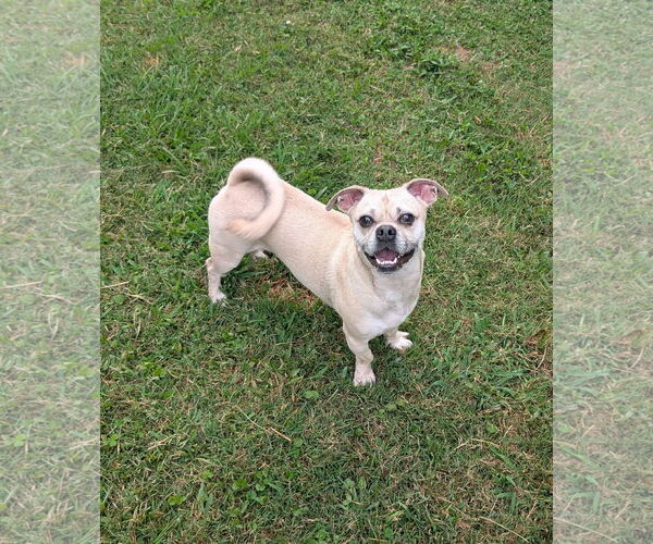 Medium Photo #5 Pug-Unknown Mix Puppy For Sale in Oakhurst, NJ, USA