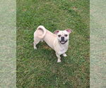 Small #4 Pug Mix