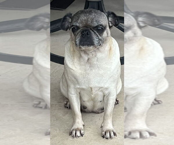 Medium Photo #4 Pug Puppy For Sale in San Antonio, TX, USA