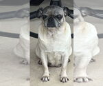 Small #3 Pug