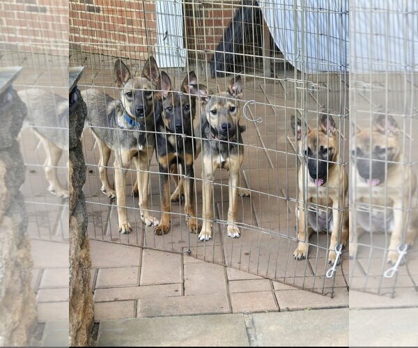 Medium Photo #6 German Shepherd Dog-Unknown Mix Puppy For Sale in Centreville, VA, USA