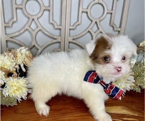 Yorkshire Terrier Puppy for sale in MORRIS CHAPEL, TN, USA